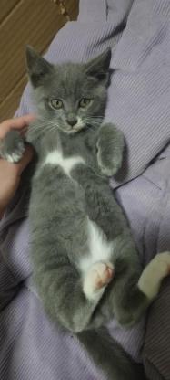 猫咪·蓝猫串串·暂无