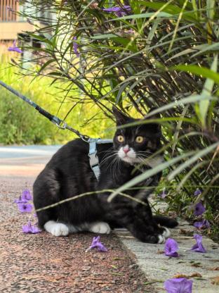 猫咪·奶牛·点点