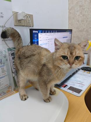 猫咪·金渐层·无