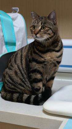 猫咪·狸花+豹猫混血·千千