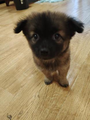 狗狗·土狗·土妞