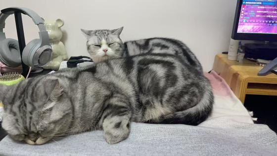 猫咪·美短加白（起司猫）·石榴