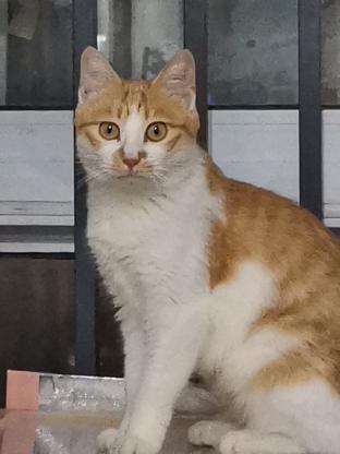 猫咪·白橘·咪咪