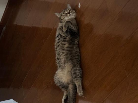 猫咪·狸花猫·金豆