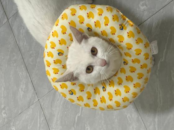 猫咪·中华田园猫·小白