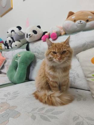 猫咪·长毛大橘·咪咪