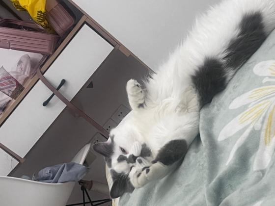 猫咪·英短蓝白·酒酒