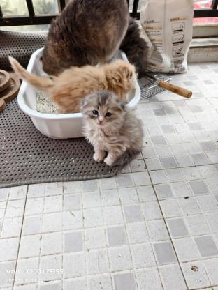 猫咪·串串猫·还未取名字，等新主人给它取