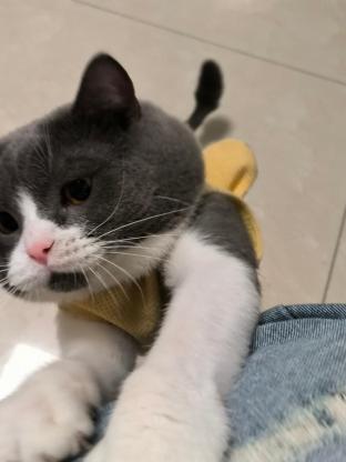 猫咪·英短蓝白·嘟嘟