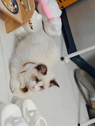 猫咪·布偶猫·钱多多