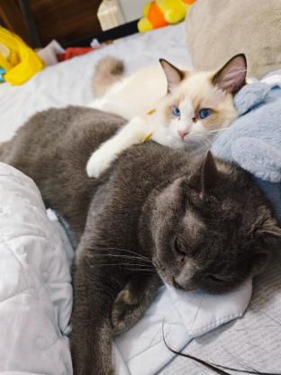 猫咪·蓝猫·胖子