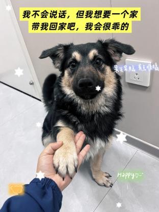 狗狗·狗·小四眼