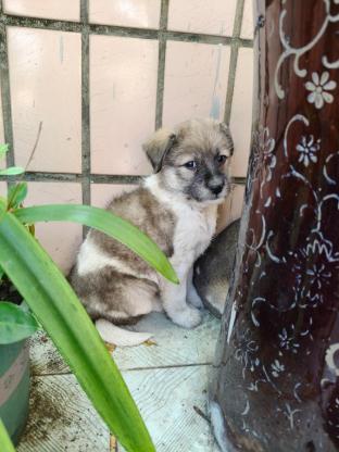 狗狗·田园犬串·奶狗