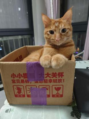 猫咪·橘猫·嘟嘟