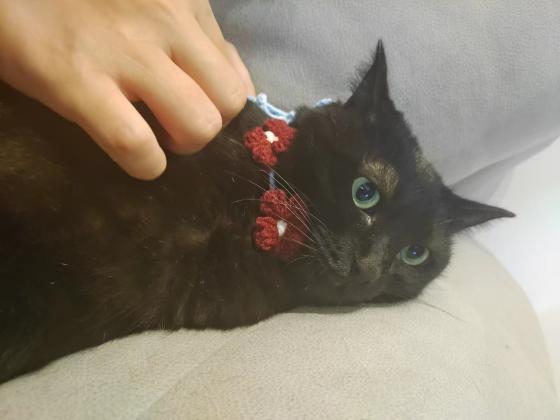 猫咪·玄猫·黑子