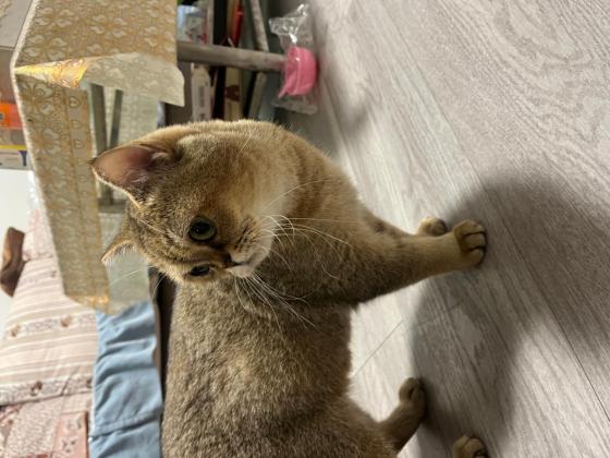 猫咪·金渐层·小金