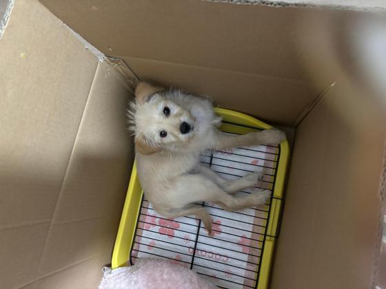 狗狗·田园犬·豆包