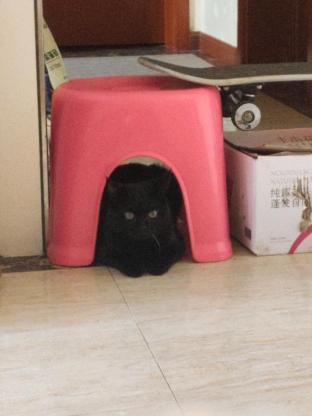 猫咪·玄猫（黑猫）·球球