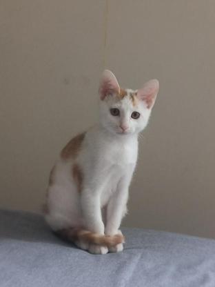 猫咪·橘白·布丁