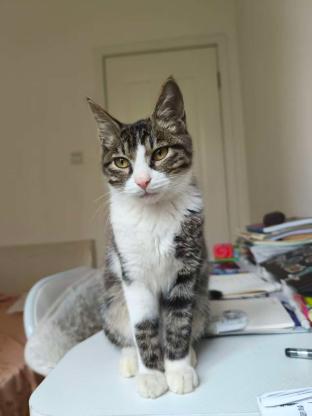 猫咪·狸花·花花