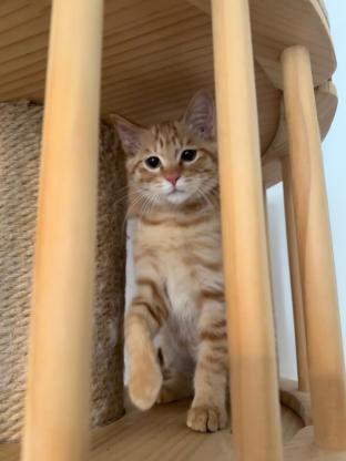 猫咪·田园猫·十一