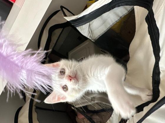 猫咪·串串猫·小白