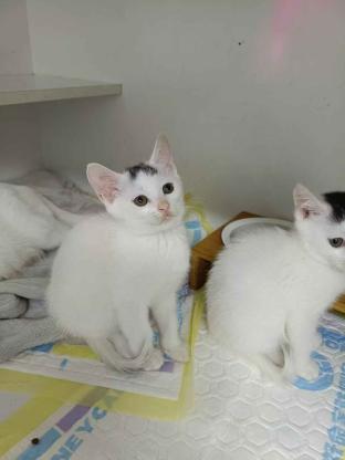 猫咪·田园猫·蹦蹦跳跳