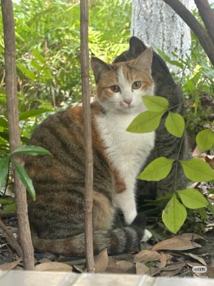 猫咪·彩狸·花生米