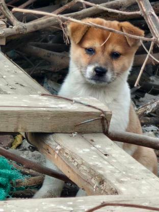 狗狗·中华田园犬·小花小黑