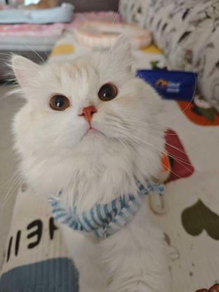 猫咪·乳白长毛高地·金元宝