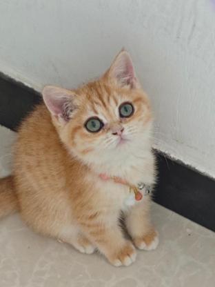 猫咪·金渐层蓝金后代·宁宁
