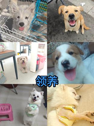 狗狗·博美·团子