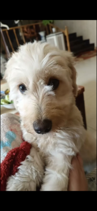 狗狗·比熊和金毛的串·无