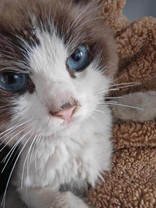 猫咪·布偶猫·无