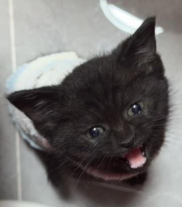 猫咪·狸花猫（黑）·可乐