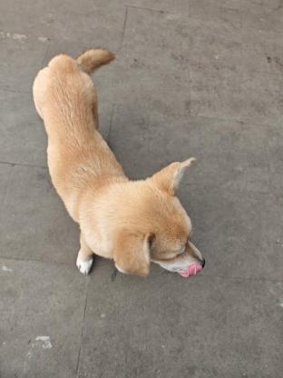 狗狗·土狗·黄桃