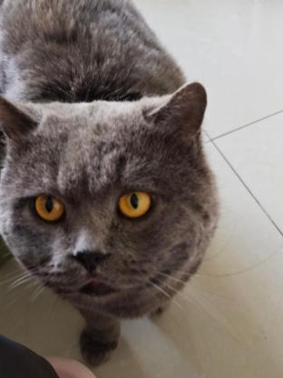 猫咪·蓝猫·灰灰