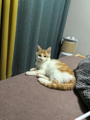 猫咪·橘白·妞妞