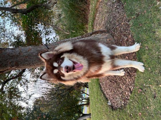 狗狗·阿拉斯加·铁蛋