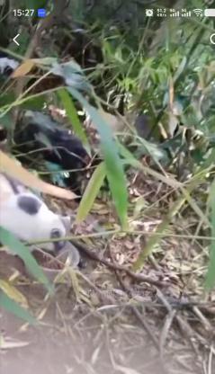 猫咪·有带帽 蓝白 金渐层 奶牛猫·没有名字 流浪猫咪