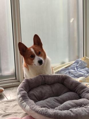 狗狗·柯基·柯基