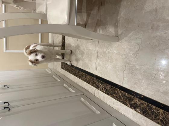 狗狗·边牧·汤圆