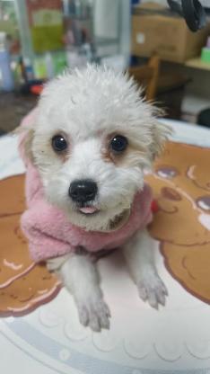 狗狗·花比熊·小结巴