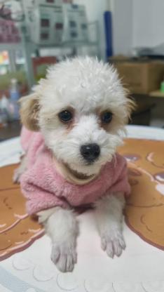 狗狗·花比熊·小结巴