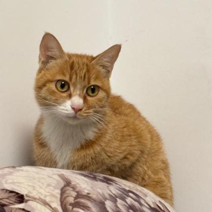 猫咪·橘猫·未取