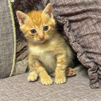 猫咪·橘猫·未取