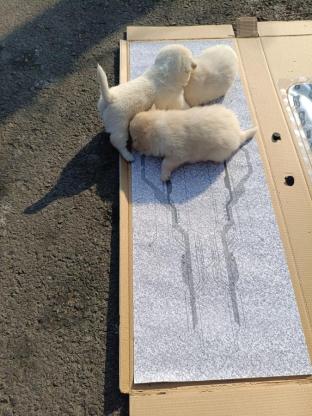 狗狗·串串·白白和小黑