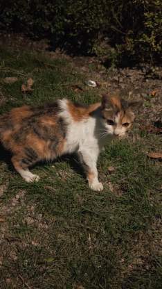 猫咪·三花·三花