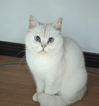 猫咪·银渐层·咪咪