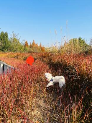 猫咪·串串·小可乐